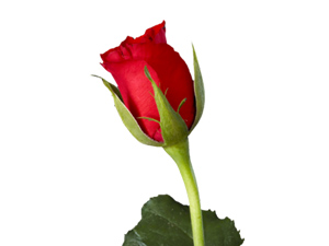 Allah için mütevazi olan bir kimseyi Allah yüceltir