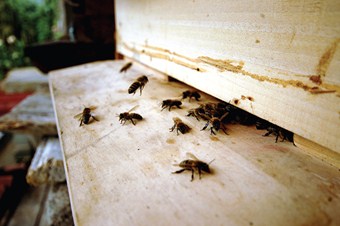 Hava sıcaklığı arıları olumsuz etkiliyor