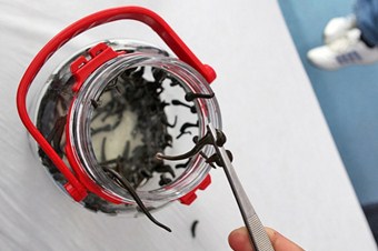 Tıbbi sülüğün kilogramı bin doları buluyor