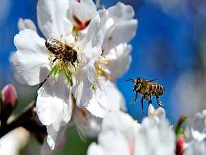Arılar erken işbaşı yaptı