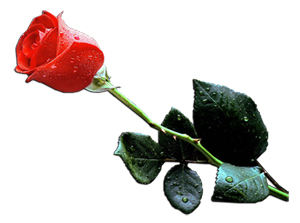 Ümmetime her namaz için abdest ve misvakı emrederdim