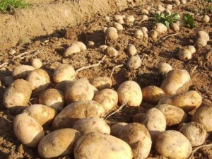 Bu haber mutfakları sevindirecek