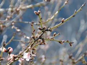 Çiftçiler endişeli