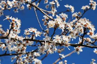 Kayısı ağaçları erken çiçek açtı