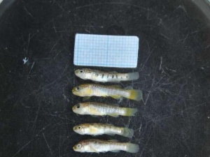 Yeni bir balık türü tespit edildi