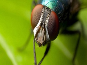 Sinek genlerindeki sır