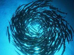 Aldığı destekle balık sayma makinesi yaptı