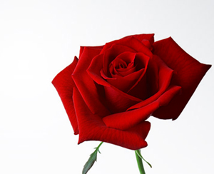 Açgözlülük peşin bir fakirliktir