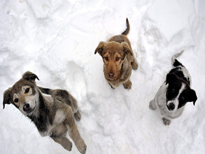 Hayvan hakkı ihlallerine 274 bin 733 lira ceza