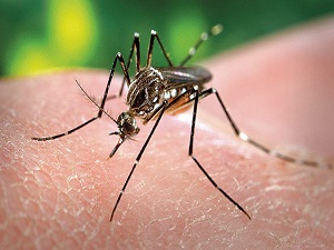 Sivrisinekleri biyolojik silah yapacaklarmış