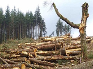 Orman suçları yüzde 60 azaldı