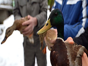 Avcılara göz açtırmıyorlar