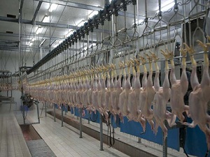 Danimarka’dan uyuşturmadan yapılan helal kesime yasak