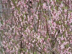 Kış mevsiminde çiçek açtı