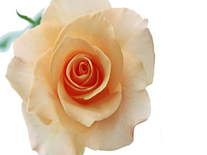 Bu cümleyi çok tekrar edin, çünkü 99 çeşit zararı def eder