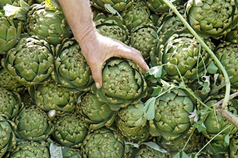 Böbrek taşlarına enginar mucizesi!