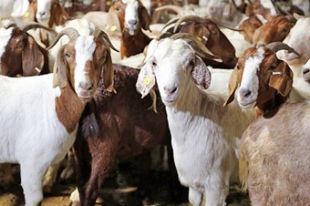 Danimarka'da hayvanlar bayıltılmadan kesilmeyecek