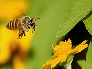 Bal arısıyla tedavi yöntemi