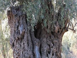 Bin 300 Yıllık zeytin ağacı