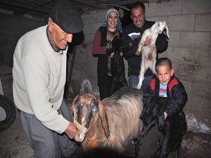 Halep keçisi doğurganlığı ve süt verimiyle yetiştiricini memnun ediyor
