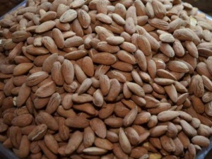 Nurlu badem altını solladı