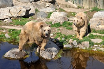 Sıcak hava ayıları uyutmadı