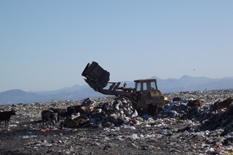 Çöpten beslenen ineklerden elde edilen ürünler doğal diye pazarda satılıyor