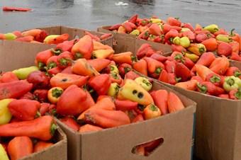 Rusya son 2 ayda 68,5 ton biberi Türkiye’ye geri gönderdi