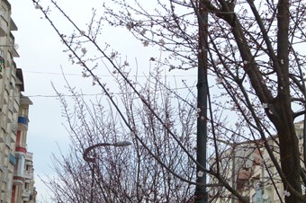 Bafra’da erik ağaçları erken çiçek açtı