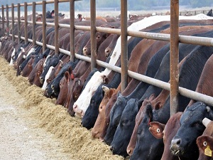 Sözleşmeli besicilik cazip hale getiriliyor