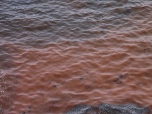 Kızıl tabakanın nedeni belli oldu