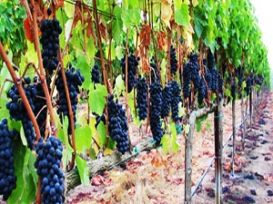 Üzüm bağlarında erken uyanma endişesi