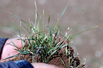 Kahramanmaraş'ta buğday tarlada çürüdü