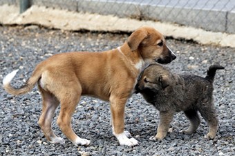 Hayvanlara kötü muameleye 15 bin lira ceza
