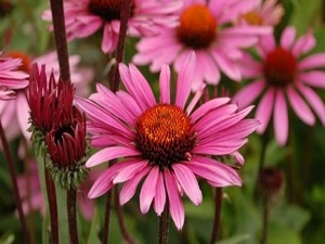 Her derde deva ekinaseya