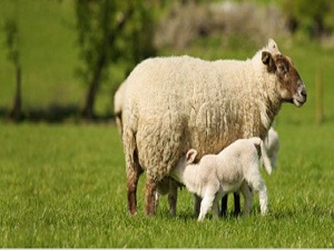 TZOB: Türkiye koyun sütü üretiminde dünyada ikinci