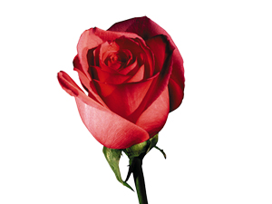 Şüphesiz namaz şifadır