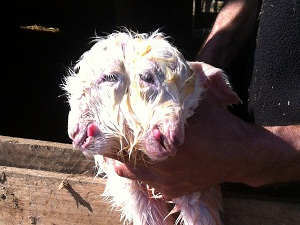 Çift başlı oğlak, sahibini de görenleri de şaşırtıyor