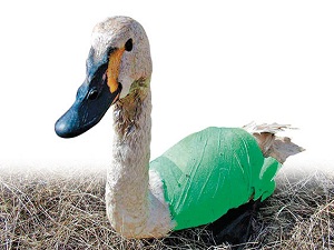 Kuğu avcısına 3 bin lira ceza