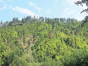 Bediüzzaman Kayyumiyet sırrını dört mide örneği ile açıklar