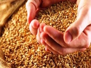 Eker: 60'tan fazla ülkeye tohum ihraç ediyoruz