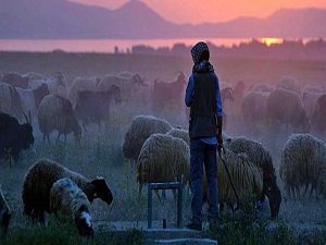 Küresel köyün uluslararası çobanları