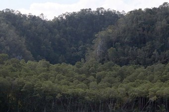 Ormanların sağlık durumu iyi