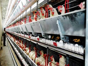 Danimarka'da helal kesim için kampanya