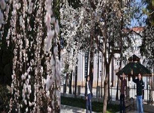 Simav'da erken bahar