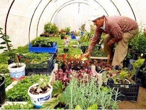 Yaz sebze fidesi hazırlığına başlandı