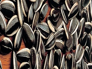 Bir avuç ayçiçeği her derde deva