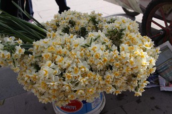 Nergis çiçeği ekmek kapısı oldu