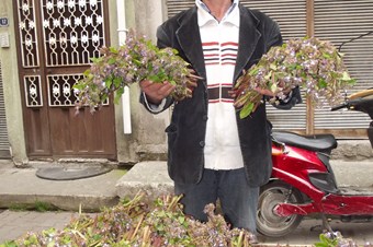 Doğal besin deposu 'kaldırık otu' pazardaki yerini aldı