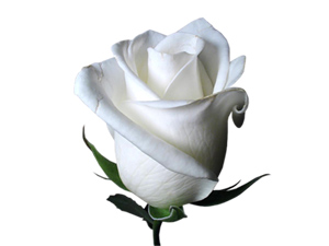 Helali arama cihaddır